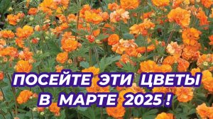 Что посеять в марте в 2025 году? 7 красивых цветов, которые стоит посеять на рассаду в марте