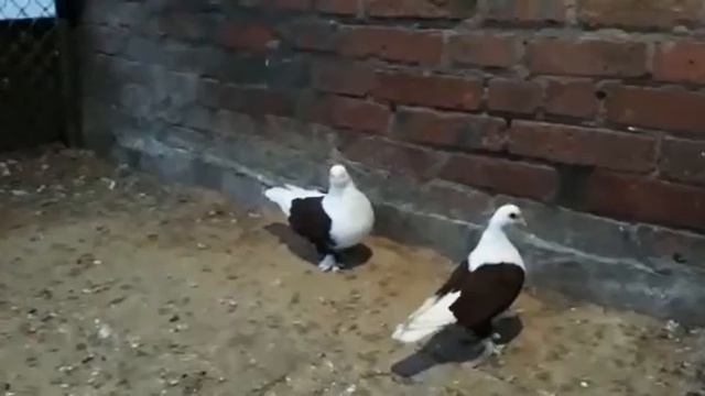 Краснодарские голуби. смотреть онлайн