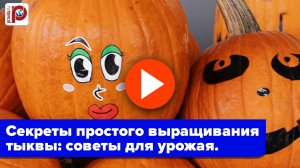 Сочная тыква будет у всех! Секрет полива раскрыт – урожай поразит!
