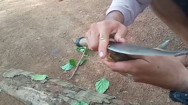 BOUGAINVILLEA PROPAGATION FROM CUTTINGS