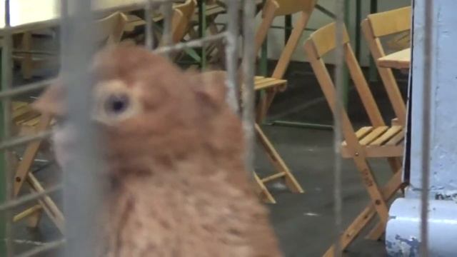 Pigeons / Tauben / Мои голуби / Germany /26.11. 2017 / Выставка голубей : Cloppenburg 5 смотреть онлайн