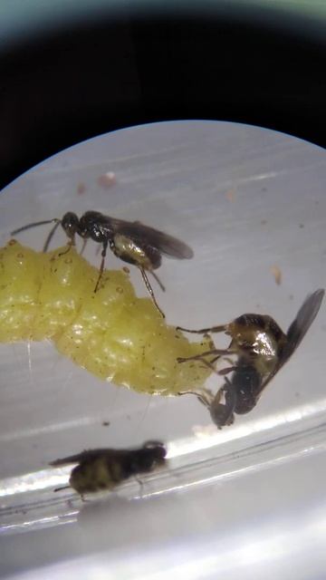 hembras de Habrobracon hebetor con larva de Plodia interpunctella смотреть онлайн