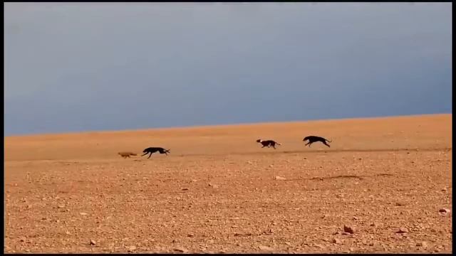 Dogs hunting the mongoose.😪😪 смотреть онлайн