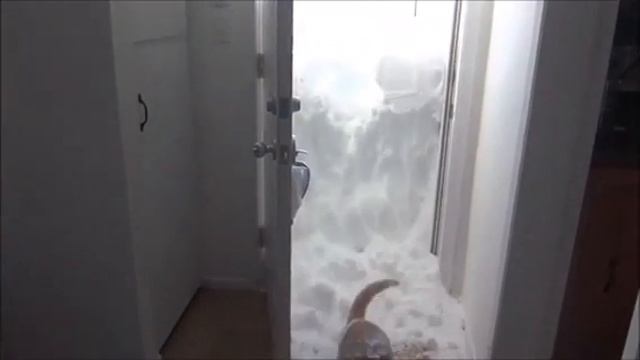 Кот чистит снег) смотреть онлайн