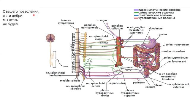 25.2 ЖКТ. Кишечник