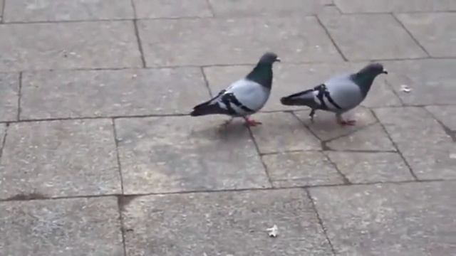 видео как видео прикол смотреть онлайн