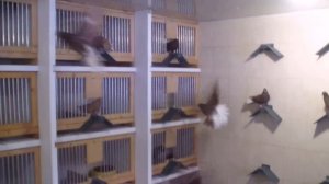 Николаевские голуби Прощалыкин Пётр Павлович