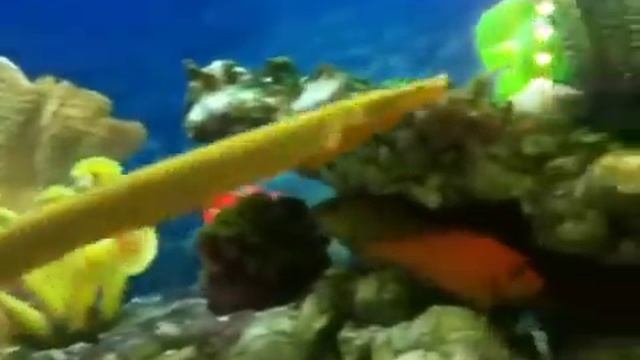Каламоихт Гоша смотреть онлайн