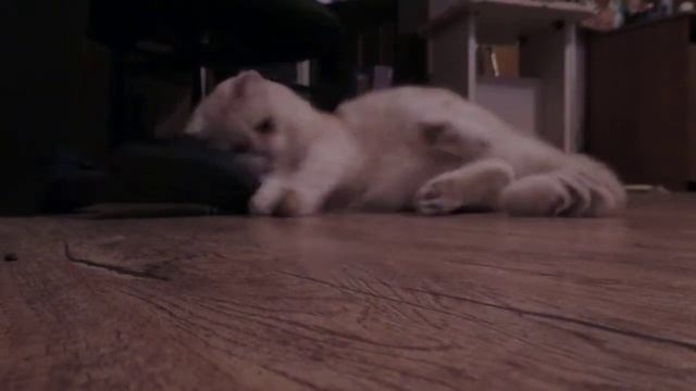 Кот Абрикос играет с картошкой смотреть онлайн