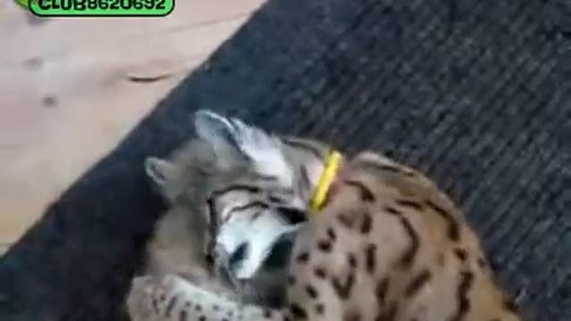 Рысь с рысенком mp4 смотреть онлайн