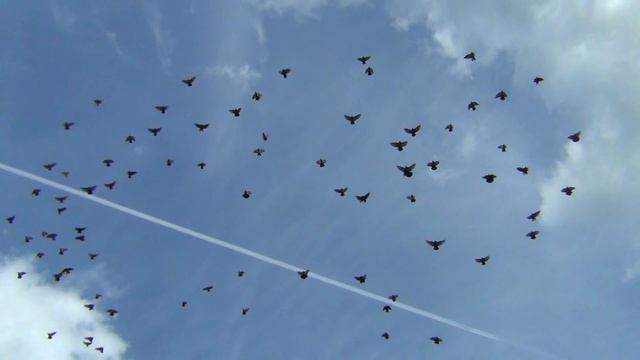 полёт Нг 14 09 2017г смотреть онлайн