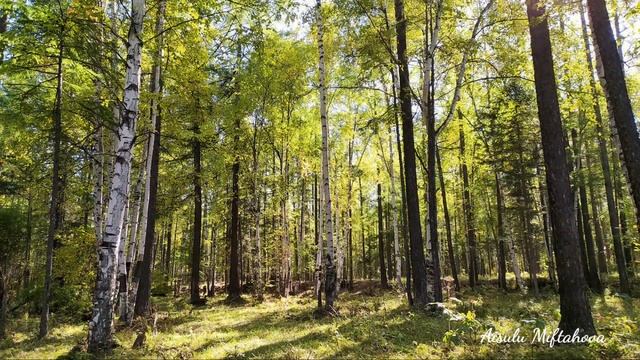 Осенняя мелодия. Река ТЫЯ смотреть онлайн