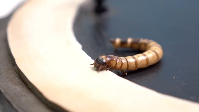 EXPERIMENT: SUPERWORM REACTION TO VACUUM!!! DOES PRAYING MANTIS PLAY MOBILE GAMES? смотреть онлайн