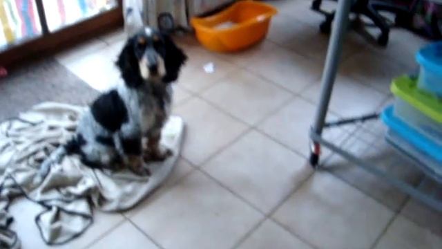 Cian meets evil pig! смотреть онлайн
