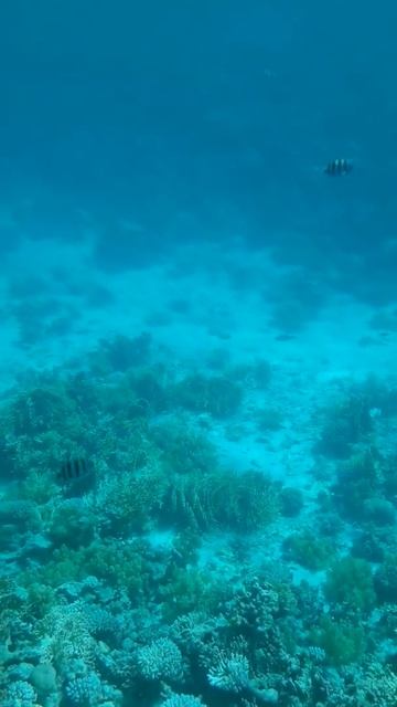 Красота Красного моря смотреть онлайн