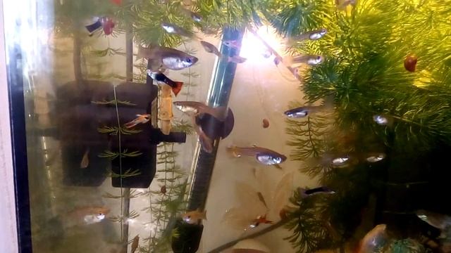 #Гупяшки#рыбки#аквариум#гуппи# смотреть онлайн