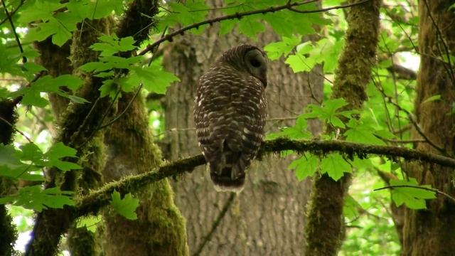 Barred Owl "Meowing". Пестрая неясыть "мяукает" (2294sp) смотреть онлайн