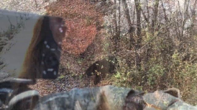 Hunting NJ: BEARS EVERYWHERE! смотреть онлайн