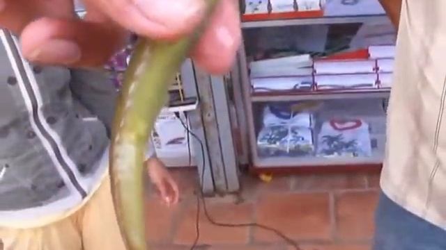 Sea horse in Phu Quoc Island(ม้าน้ำ) смотреть онлайн