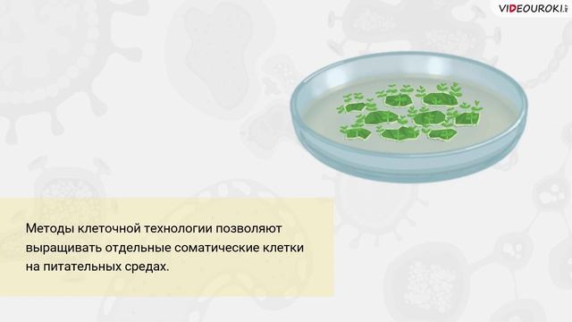 30. Селекция микроорганизмов. Биотехнология смотреть онлайн