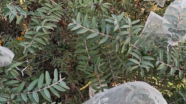 גויאבה смотреть онлайн