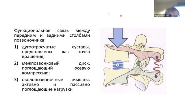 13.1 Анатомия туловища
