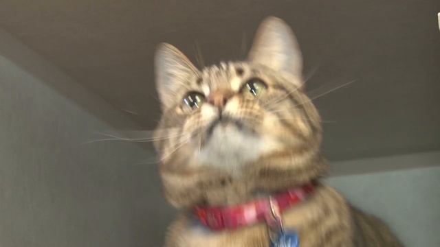 Cat Playing With String Toy смотреть онлайн
