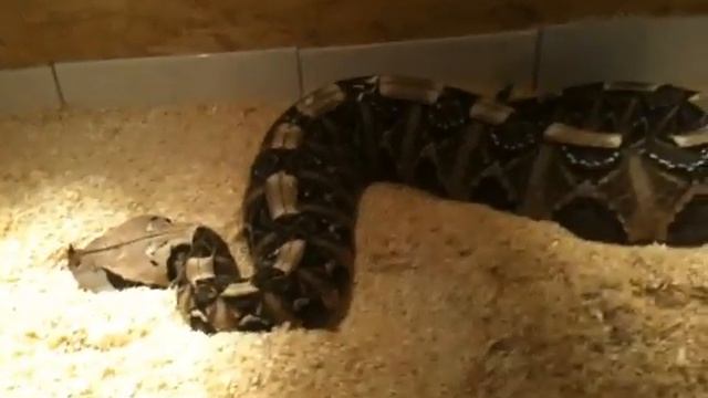 Bitis gabonica rhinoceros 1 смотреть онлайн