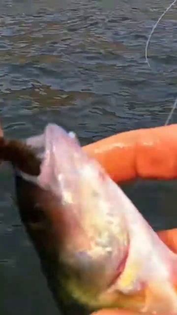 Окунь Матросик на Отводной #санктпетербург #рыбалка #2024 #клюет #рыбалкаскомфортом # смотреть онлайн