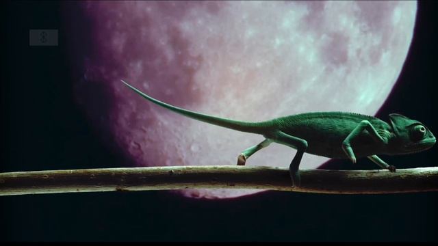 Greenscreenanimals Chameleon
