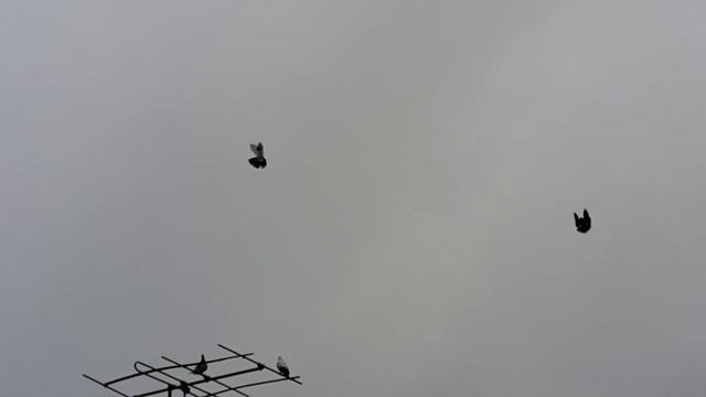 26.01.2018 .Попытался приподнять молодежь,не летят. смотреть онлайн
