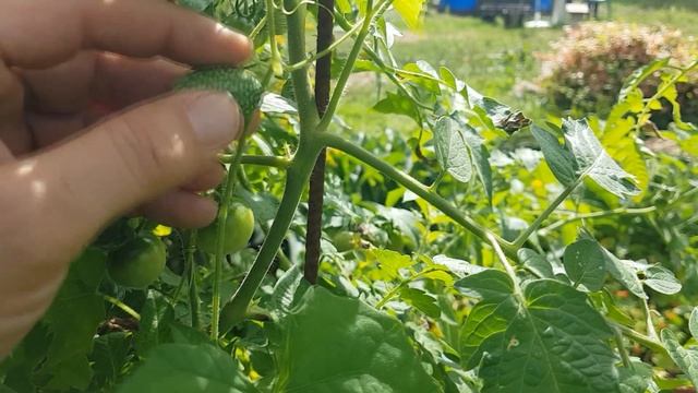 🍉 La Sandia Mas Pequeña Del Mundo - Como Y Cuando Cosechar Sandia Ratón o Cucamelon La Huertina Ton смотреть онлайн