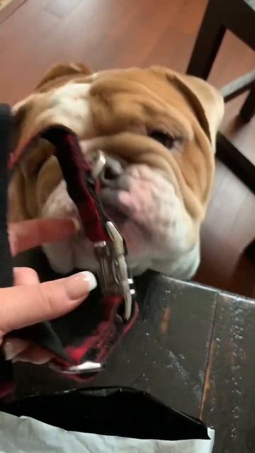 English Bulldog Chunk Gets New Bow Tie Collar смотреть онлайн
