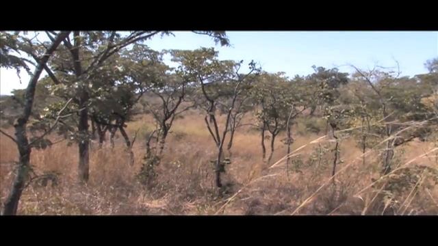 Zimbabwe Elephant Hunt with Keith Dailey Man vs Africa