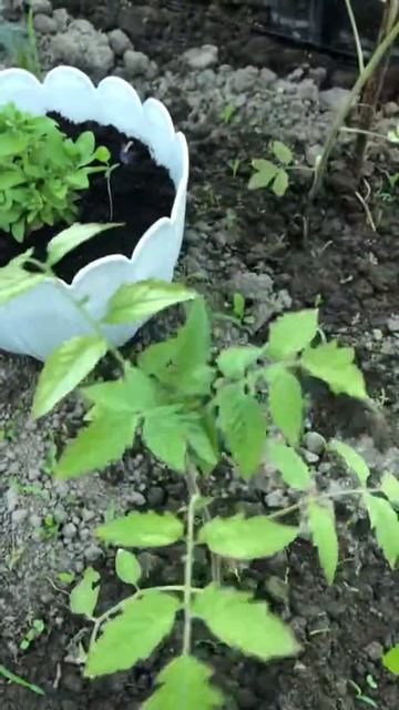 Томаты,стресс,пересадка в открытый грунт смотреть онлайн