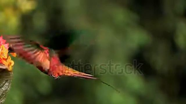 stock footage australia circa extreme close up of a crimson topaz gorget hummingbird hovering in sl смотреть онлайн