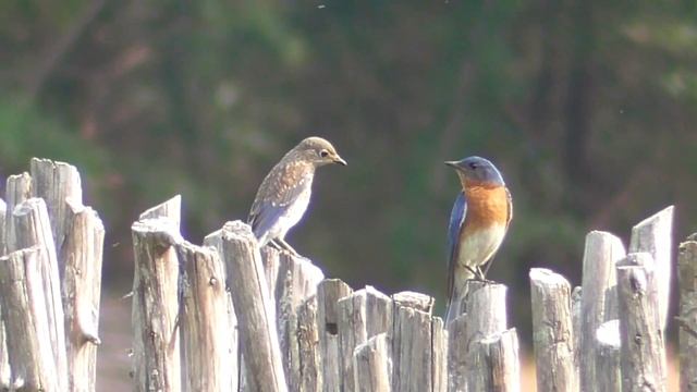 Eastern Bluebird family (Sialia sialis) смотреть онлайн