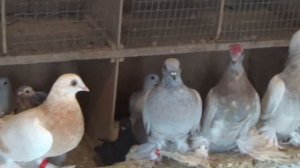 СРЕДНЕ АЗИАТСКИЕ ГОЛУБИ ЮРИЯ НИКОНОВА,