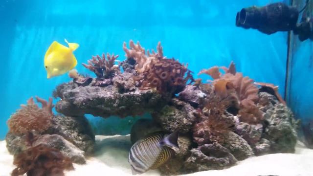 4K Aquarium смотреть онлайн