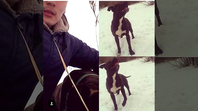 Питьбул Рамсс смотреть онлайн