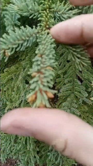 the spruce tips are almost ready to harvest смотреть онлайн