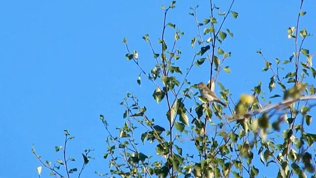 Пеночка весничка смотреть онлайн