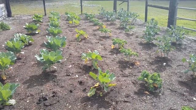 Наш февральский огород и цветы смотреть онлайн