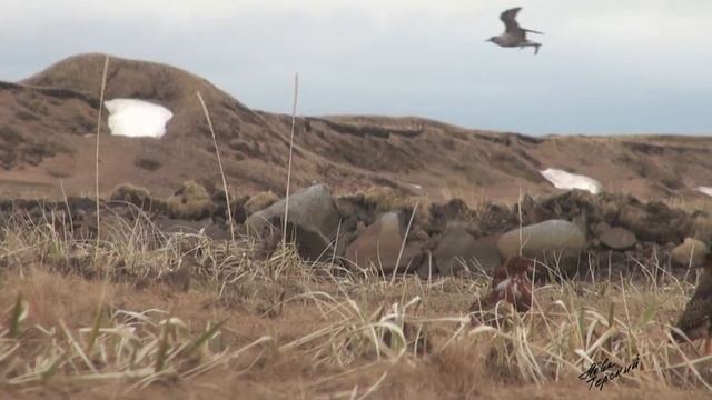 Турухтаны на току смотреть онлайн