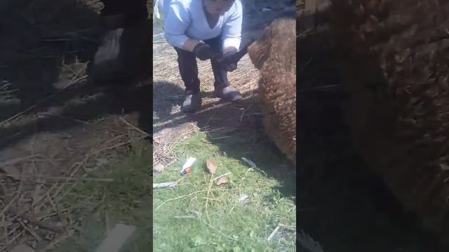 Лечим копыта овечкам и козам. Жизнь большой семьи . смотреть онлайн