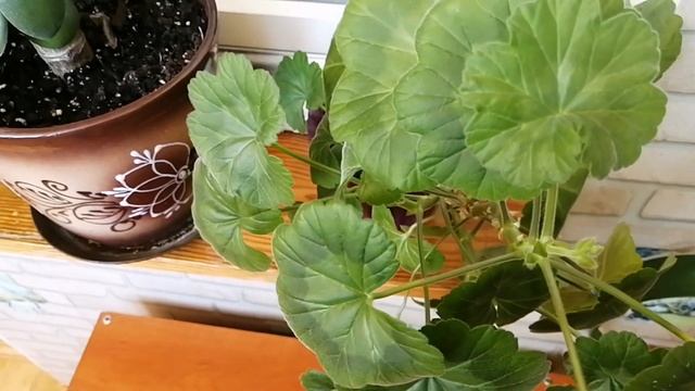 Моя цветущая коллекция домашних растений! смотреть онлайн
