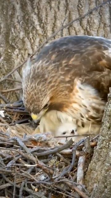 An Adult Red Tailed Hawk Putting its Chicks to Bed in Nest смотреть онлайн