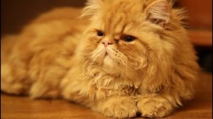 Учитесь вместе с детишками!  Животные Зоопарка, Водный мир!  Игрушки для детей