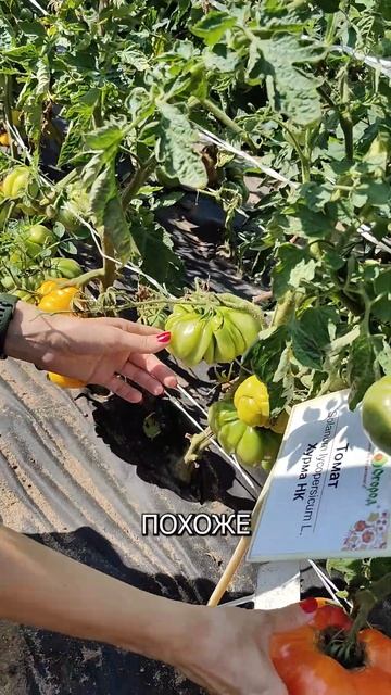 Такие ТОМАТЫ точно стоит попробовать #shorts #хурма #томаты #русскийогород #лето