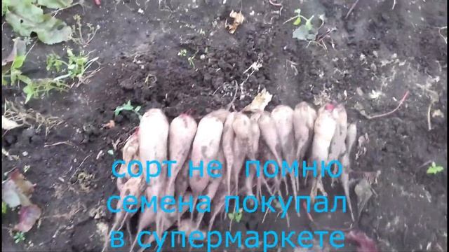 мой урожай 2022 моркови и свеклы смотреть онлайн